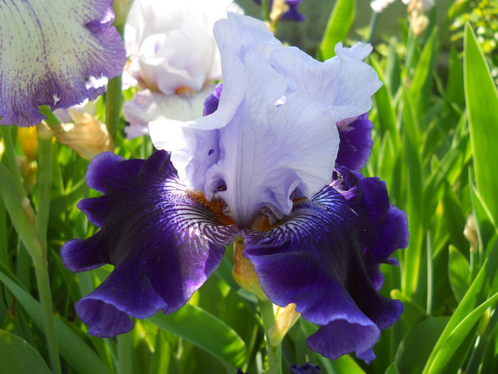 World Premier - iris 2015