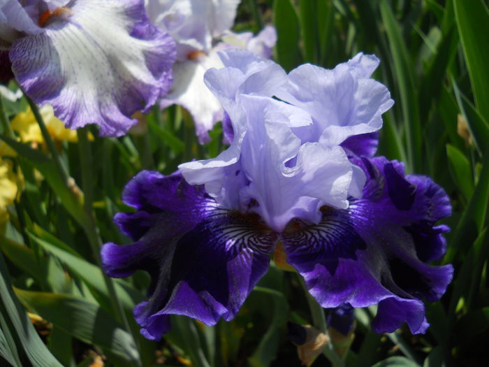 DSCN6873 - iris 2015