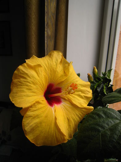 BOREAS YELLOW - HIBISCUS BOREAS YELLOW