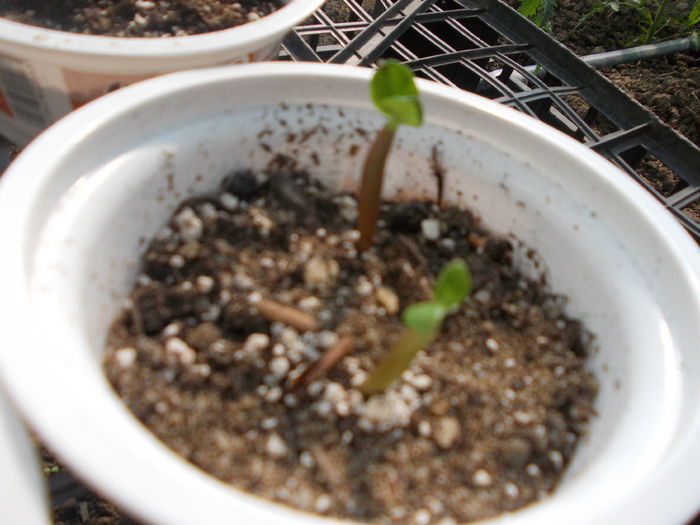 micuti, dar indrazneti