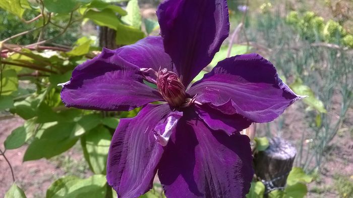 WP_20150519_002 - Clematite 2015