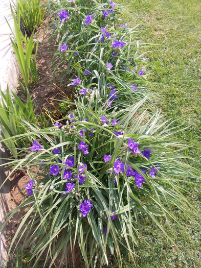 tradescantia