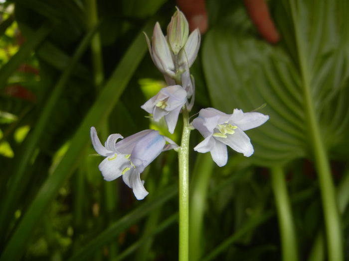 Hyacinthoides hispanica (2015, May 05) - HYACINTHOIDES Hispanica