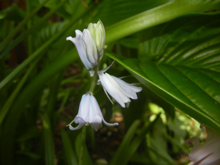Hyacinthoides hispanica (2015, May 05) - HYACINTHOIDES Hispanica
