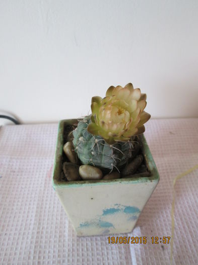 012 - cactusi