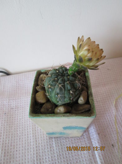 013 - cactusi