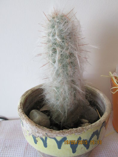  - cactusi