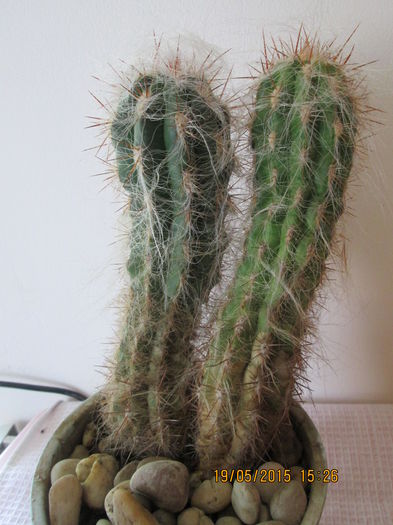 017 - cactusi