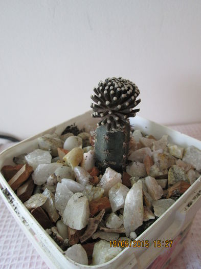 018 - cactusi