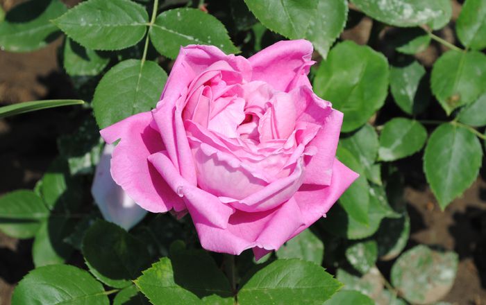 trandafir necunoscut roz fff parfumat