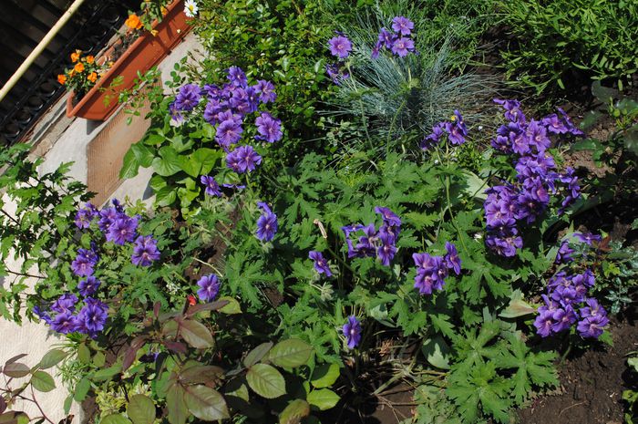 19 mai,geranium magnificum - 2015 plantele mele