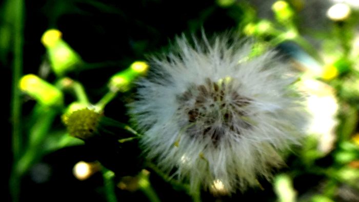 DSC00715