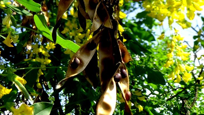 DSC00725