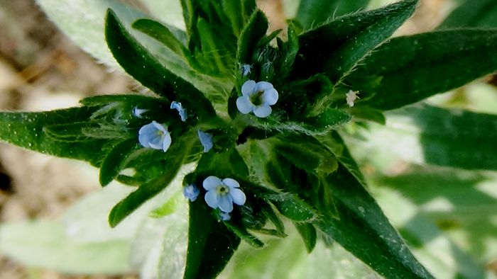 DSC00730 - MACRO