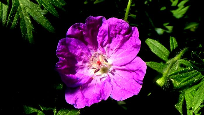 DSC00759 - MACRO