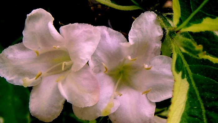 DSC00772 - MACRO