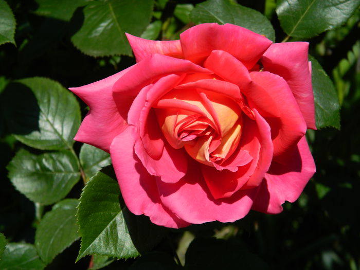 DSCN6681