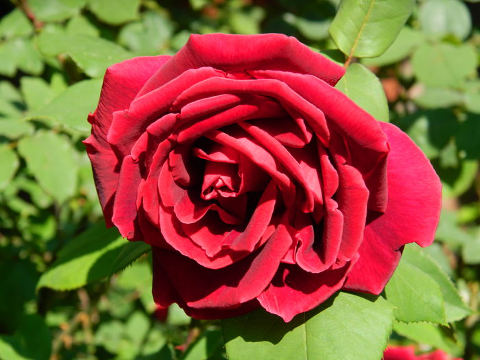DSCN6682