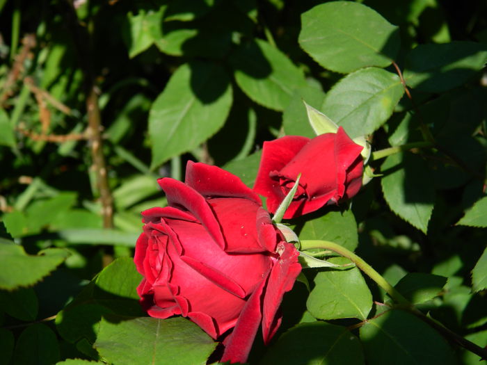 DSCN6683