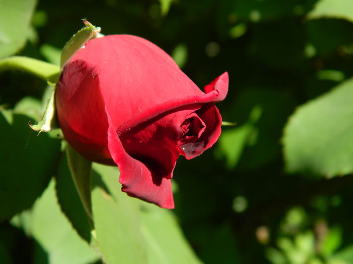 DSCN6688 - 2015_MAI_2