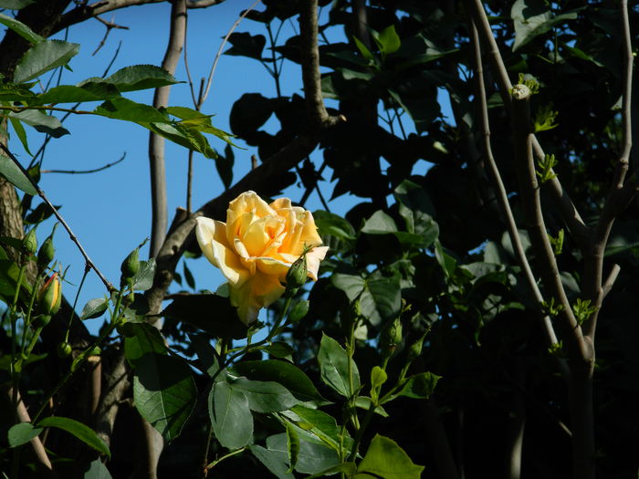 DSCN6692