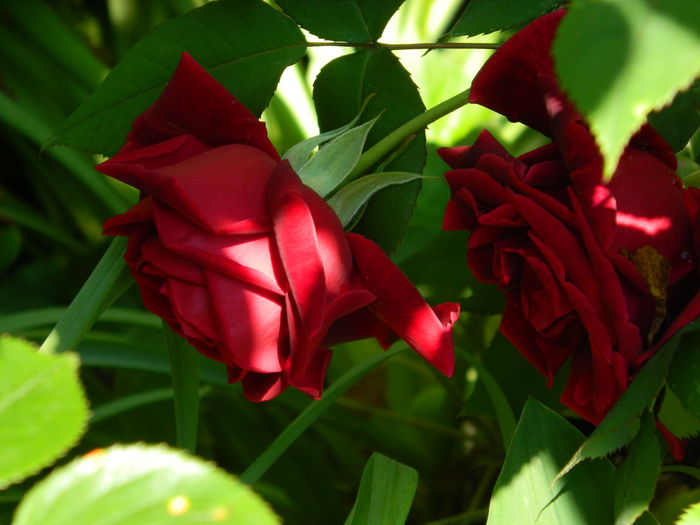 DSCN6705 - 2015_MAI_2