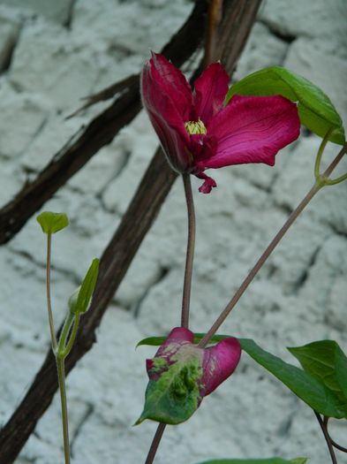 DSCN6734
