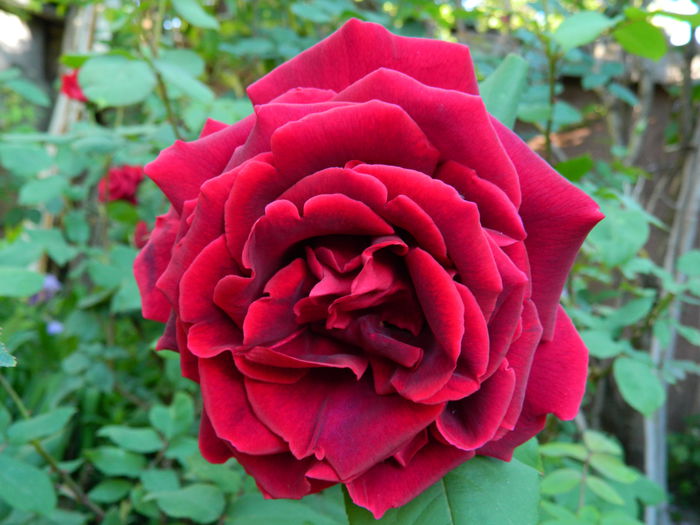 DSCN6745 - 2015_MAI_2