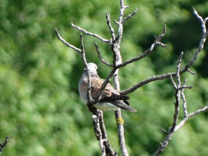 DSC07676 - a-vizitatorii gradinii-2015