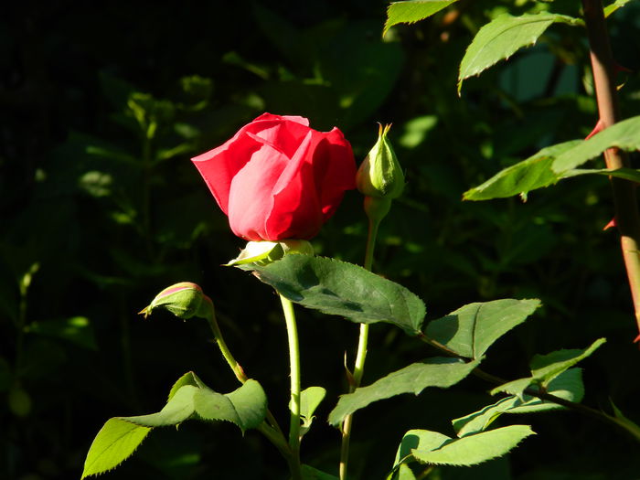 DSCN6753