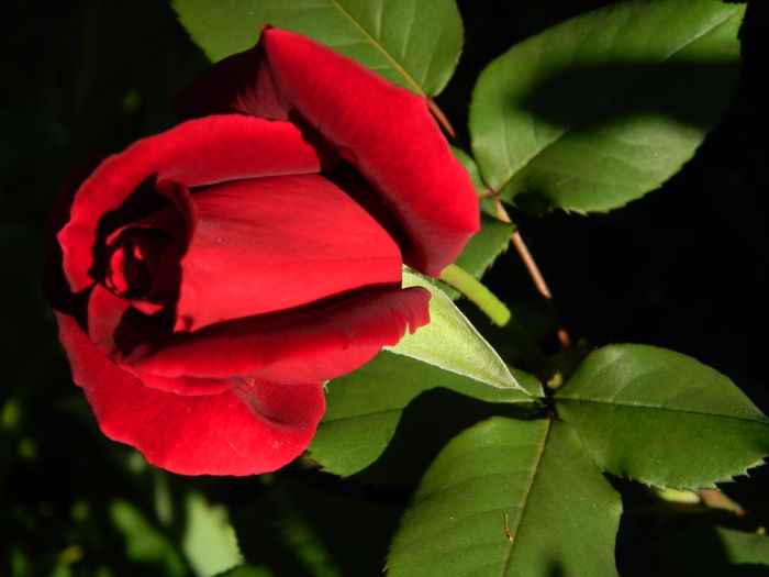 DSCN6758 - 2015_MAI_2