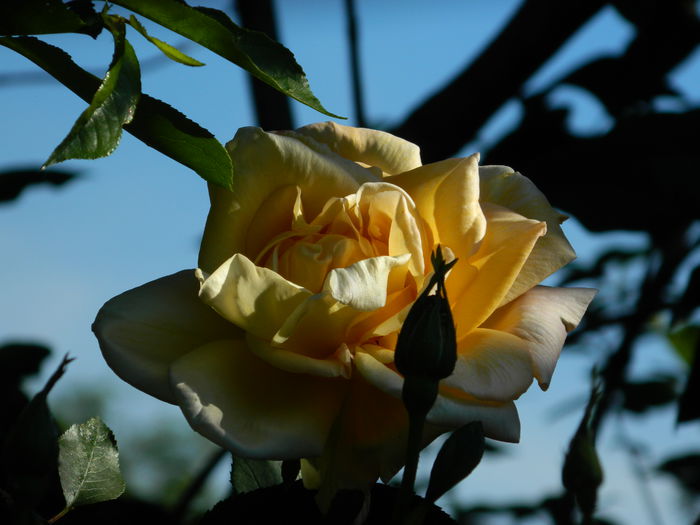 DSCN6761 - 2015_MAI_2