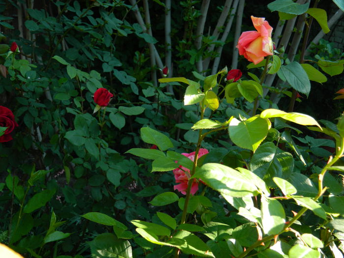 DSCN6762 - 2015_MAI_2