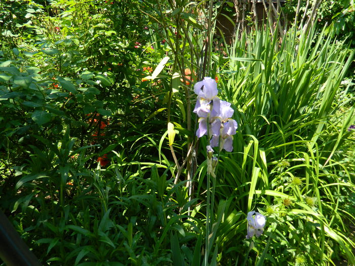 DSCN6764 - 2015_MAI_2