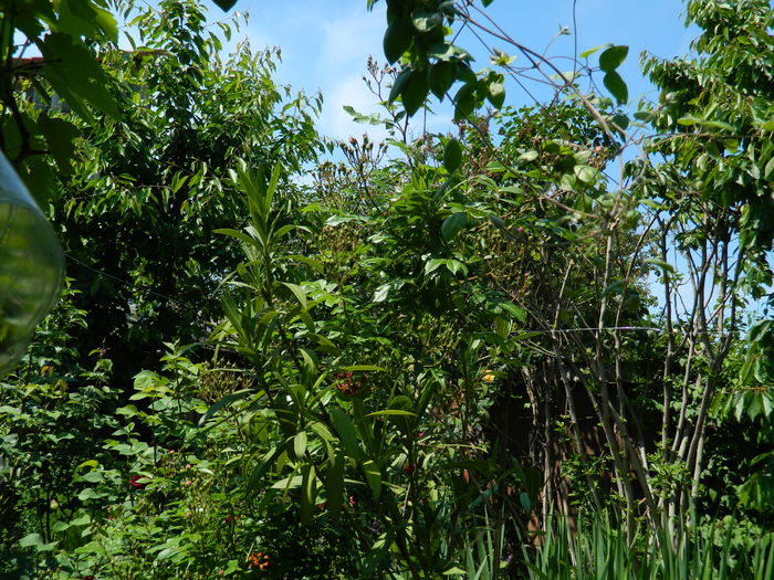 DSCN6765 - 2015_MAI_2