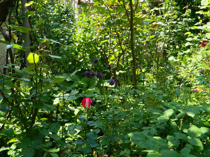 DSCN6766 - 2015_MAI_2