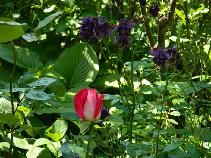 DSCN6767 - 2015_MAI_2