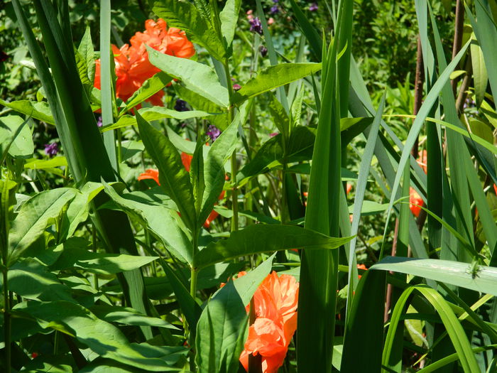 DSCN6771 - 2015_MAI_2