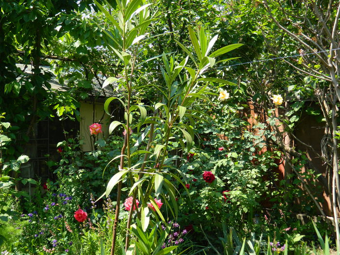 DSCN6772 - 2015_MAI_2