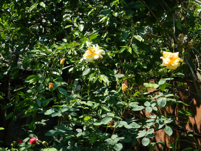 DSCN6777