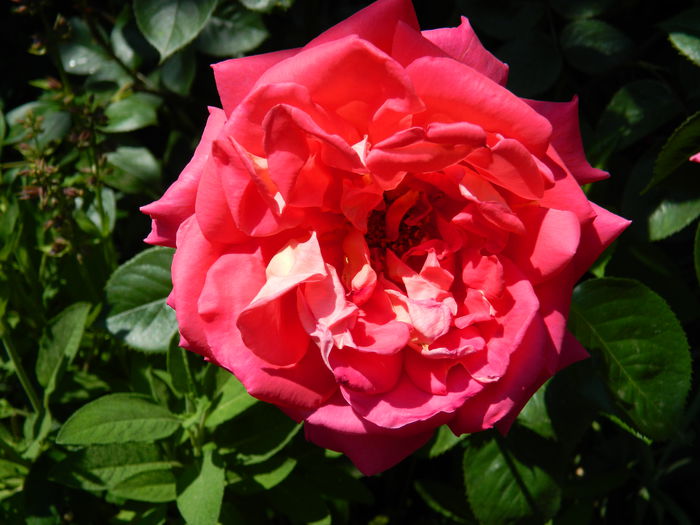 DSCN6779