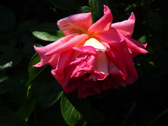 DSCN6785
