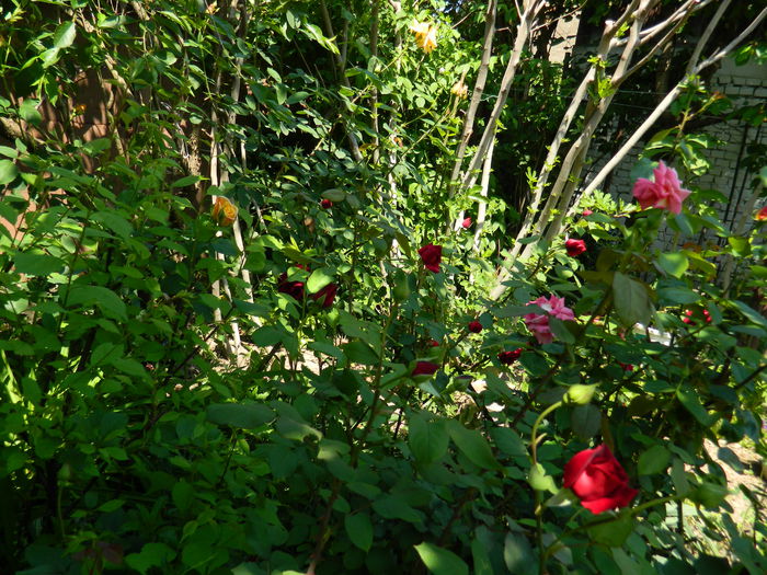 DSCN6791