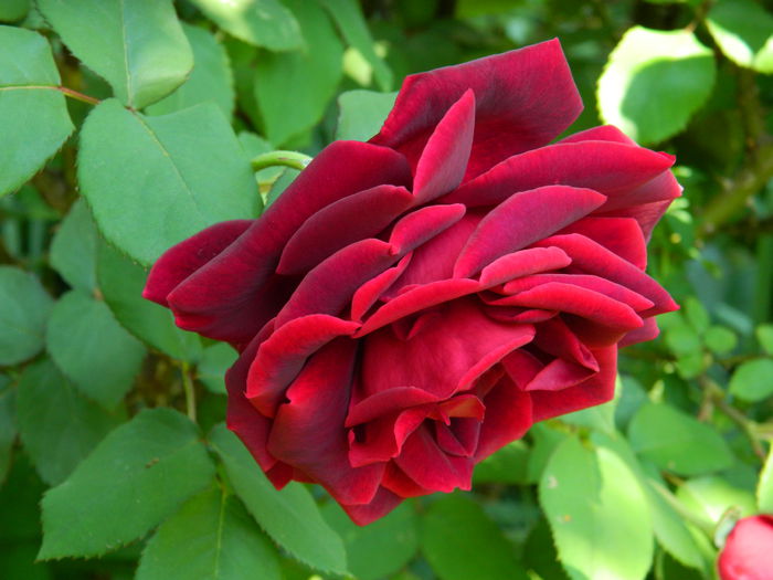 DSCN6795