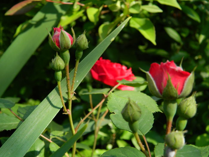 DSCN6805