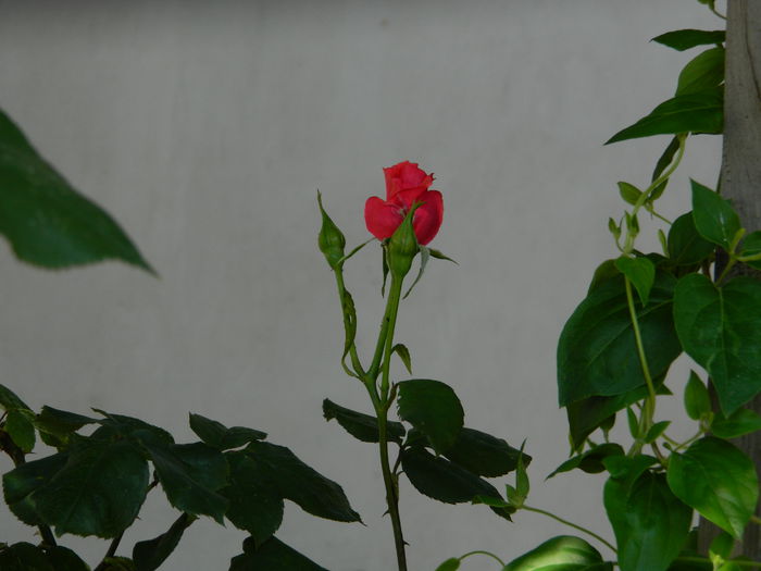 DSCN6811