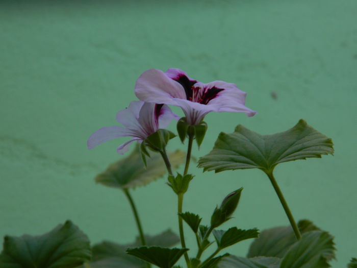 DSCN6839