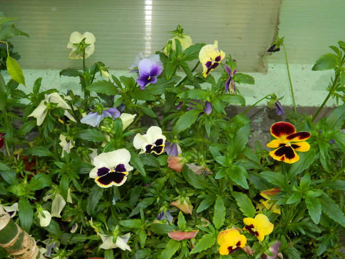 DSCN6843