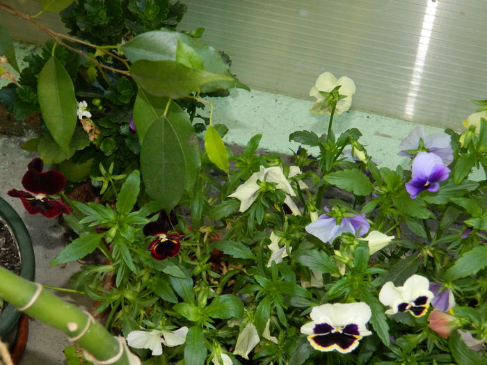 DSCN6844