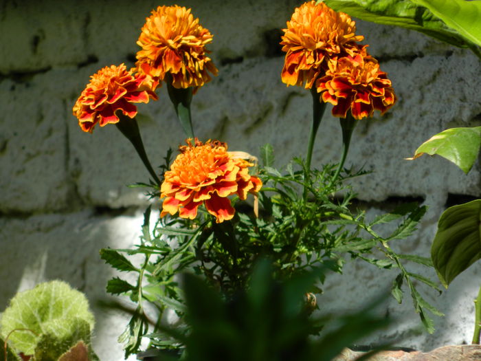 DSCN6886